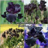 Iris Germanica Black 